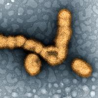 H1N1 Influenza Virus Particles
