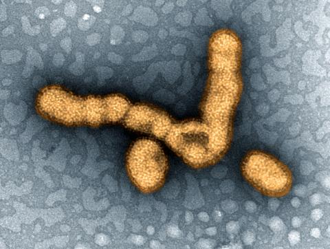 H1N1 Influenza Virus Particles